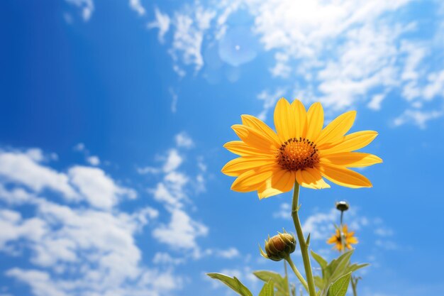 Natures Beauty Yellow Blossom and Azure Sky