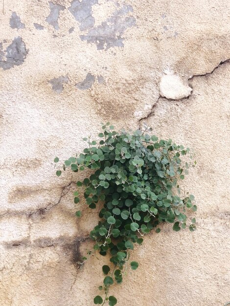 Foto sfida della natura