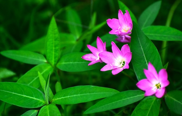 Natura bellissima