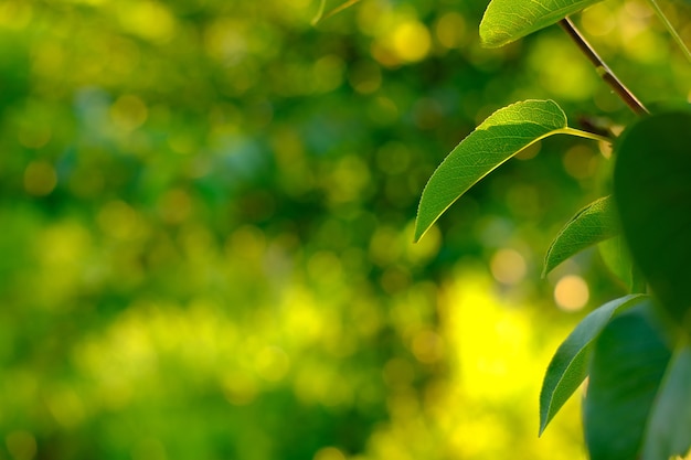 Natuur abstracte groene en gele gouden bokeh wazige achtergrond met groene perenbladeren op de