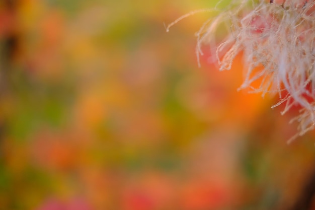 Natuur abstracte oranje en geel gouden rode bokeh wazig achtergrond zonlicht schijnt naar de bladeren