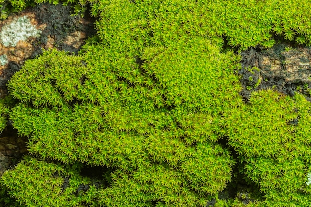 natuur abstracte plant bosoppervlak