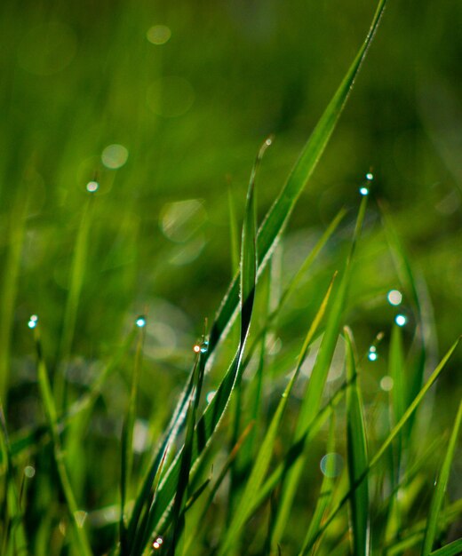 Natuur achtergrond met gras