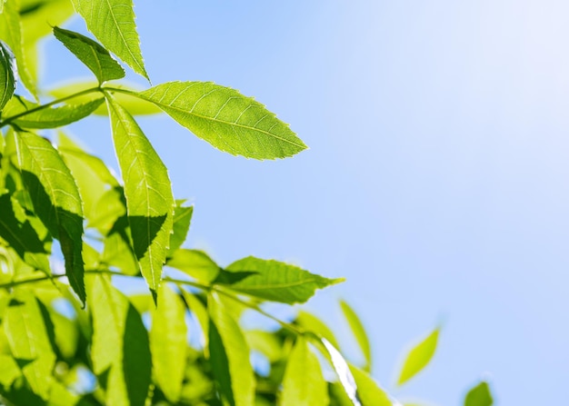 Natuur achtergrond met groene bladeren