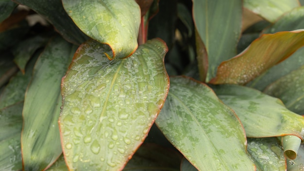 Natuur achtergrond van Cordyline Fruticosa blad met regendruppel