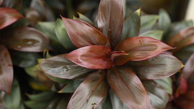 Natuur achtergrond van Cordyline Fruticosa blad met regendruppel