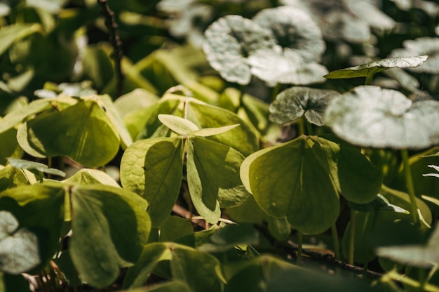 Natuur achtergrond van groene bladeren Zomer gras behang