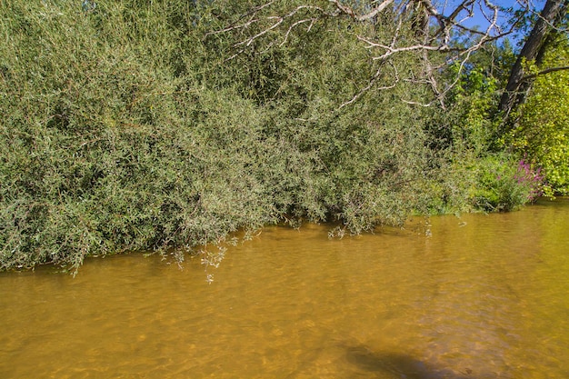 natuur, alberche rivieroever in Toledo, Castilla La Mancha, Spanje