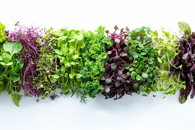 Foto natuur baby superfood levensstijl dieet concept gezonde bio biologische verschillende microgreen