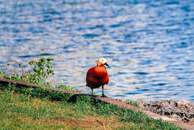 Natuur bezienswaardigheden architectuur en leven van de stad Moskou