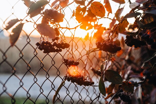 Natuur bij zonsondergang