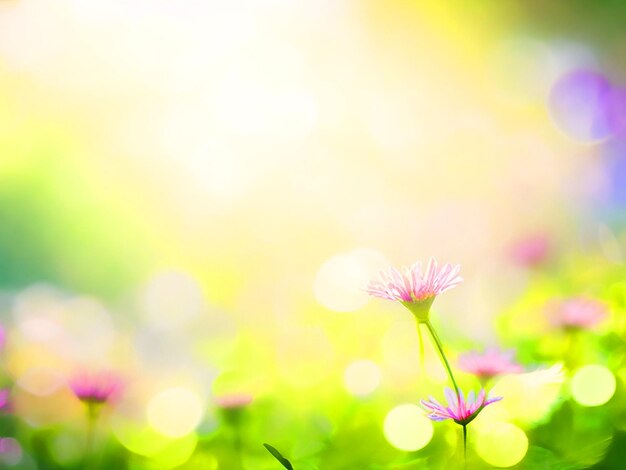 Foto natuur bokeh wazige achtergrond afbeelding downloaden