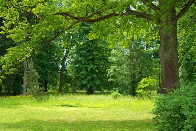 natuur bomen