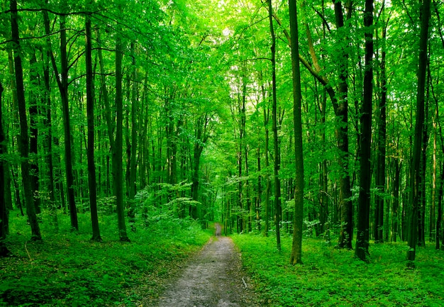 Natuur boom. traject in het bos met zonlicht