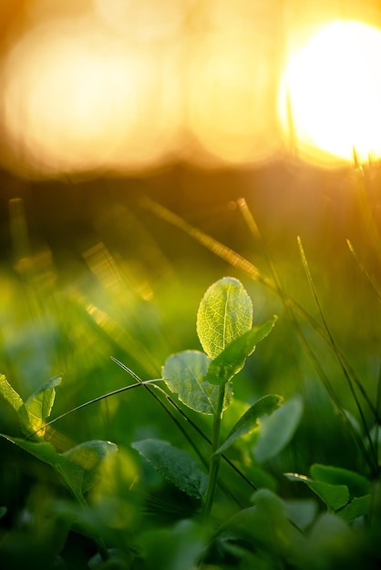 Natuur Bosbessen Spruit van bosbes in een diepgroen gras Verlicht door de zonsondergang