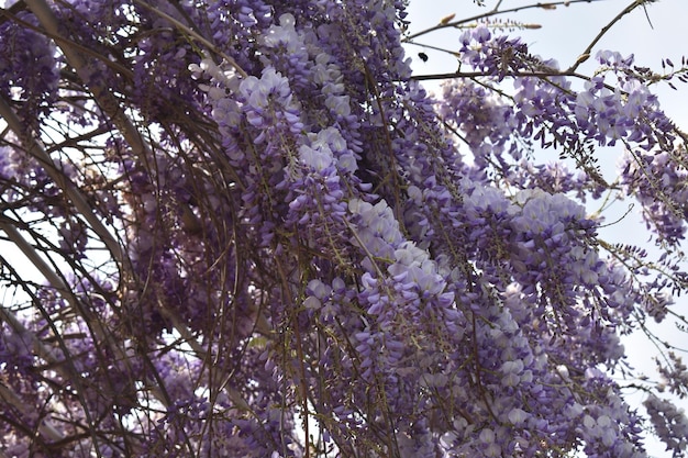 natuur close-up paarse bloem boom