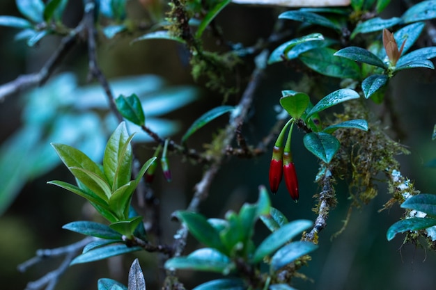 Foto natuur en bos