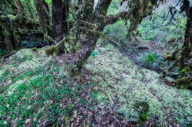 Natuur en bos