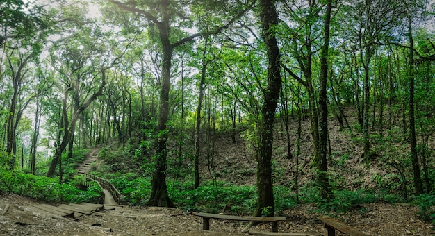 Natuur en bos