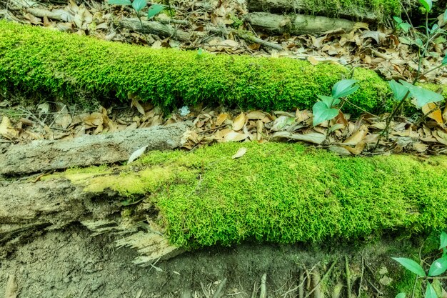 Natuur en bos