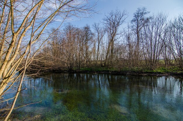 Natuur en heldere kreek