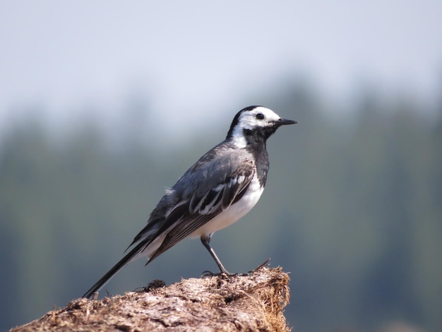 Natuur en waanzinnig mooie vogels