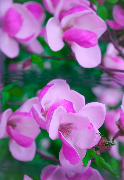 Natuur esthetiek behang. Bloeiende magnolia bloemen mode achtergrond