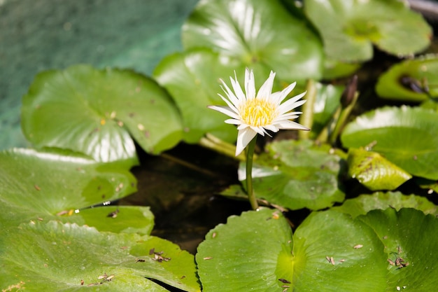 natuur, flora en biologie concept - witte waterlelie in vijver