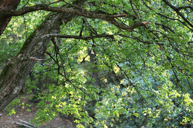 Natuur. green forest op een zonnige dag