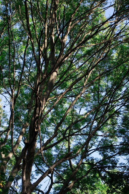 Natuur. Green Forest op een zonnige dag