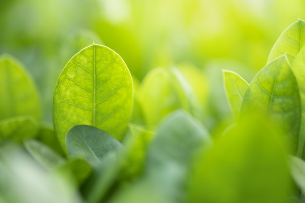 natuur groen blad en zonlicht met groen wazig achtergrond