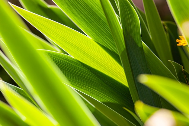 Natuur groene achtergrond met bladeren in de lente genomen met macrolens