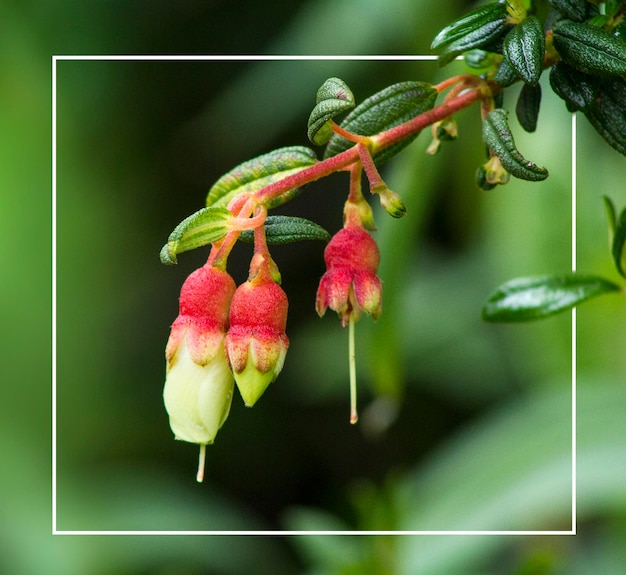 Natuur groene achtergrond