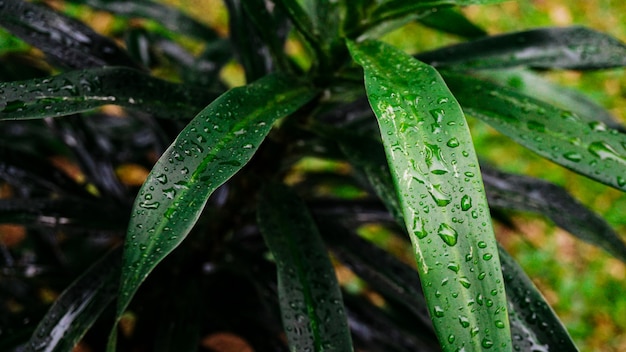 Natuur groene bladeren met dauw backround