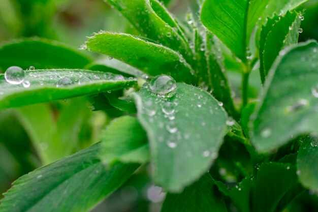 Natuur groene bladeren met regendruppel achtergrondtextuur