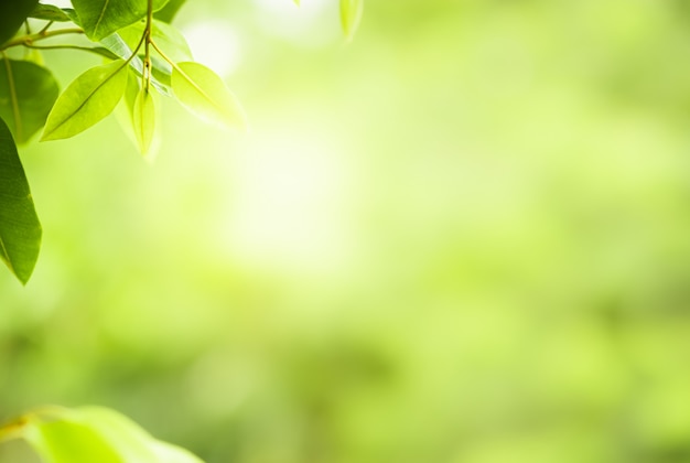 natuur groene bladeren op wazig groen boom achtergrond met zonlicht