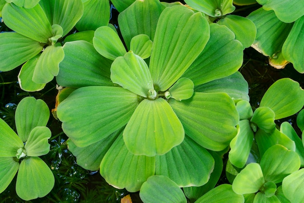 Natuur groene plant achtergrond