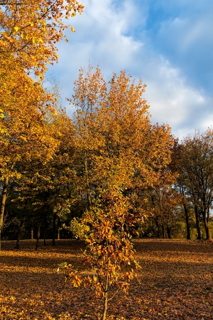 natuur in de herfst