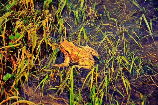 Foto natuur in de lentekikker