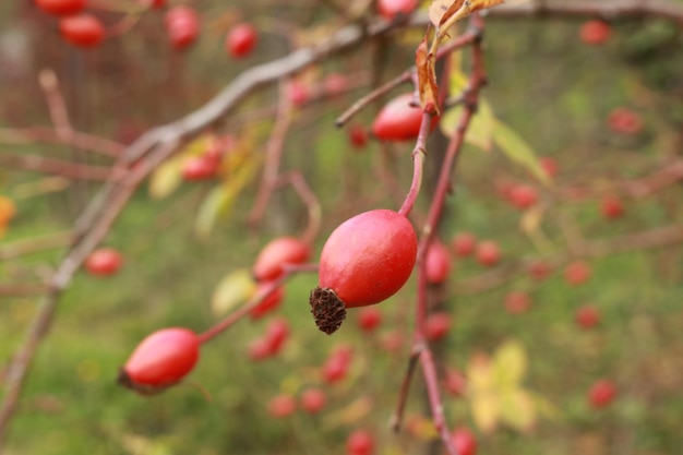 Natuur in de wereld