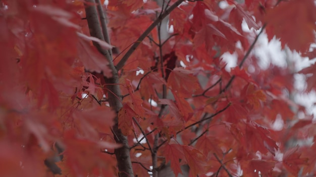 Natuur in herfstbomen en kleurrijke bladeren