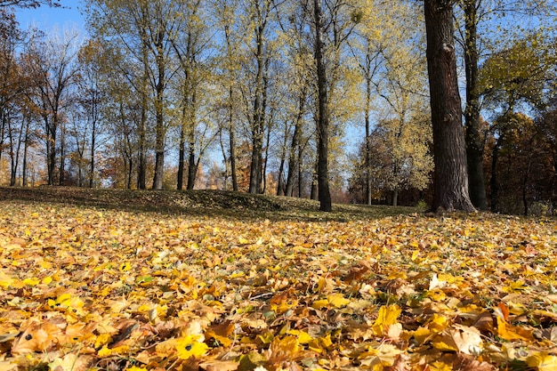 Natuur in herfstseizoen - gefotografeerde bomen en natuur in de herfst van het jaar, vergeelde vegetatie en bomen