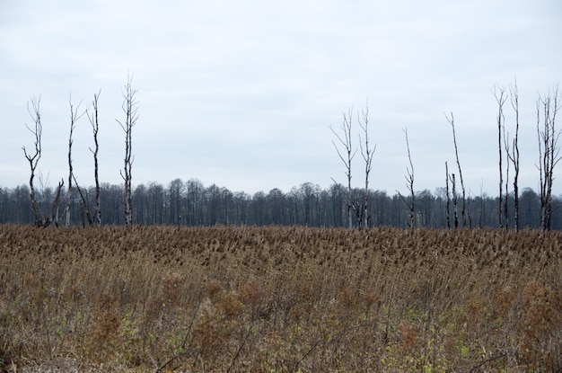 natuur in het herfstseizoen