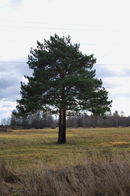 natuur in het herfstseizoen