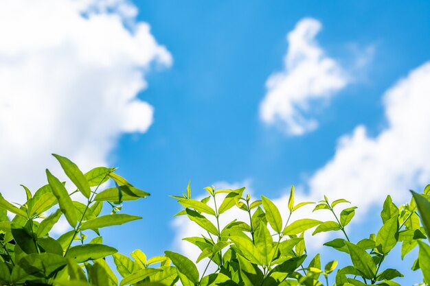 Natuur lafe met bluesky en cloud