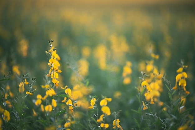 Natuur landschap buiten weide veld van gele bloem in de zomer, mooie bloesem groen gras plant achtergrond met blauwe lucht, platteland land in de lente