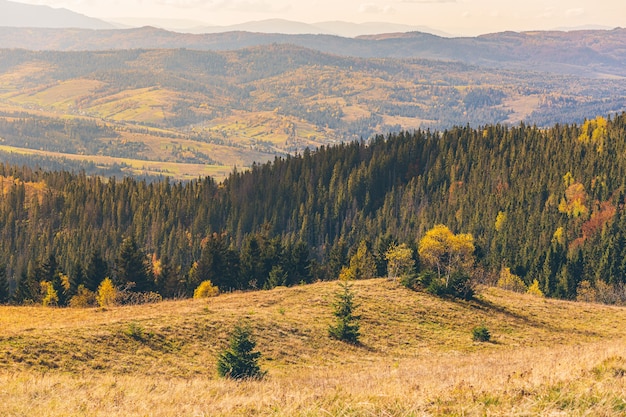 natuur landschap van herfst bos en bergen