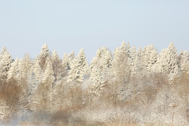 natuur landschap winter bos frosted