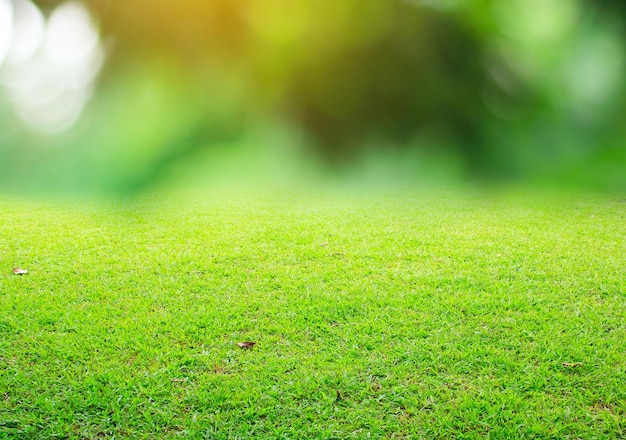 natuur lente gras achtergrond textuur