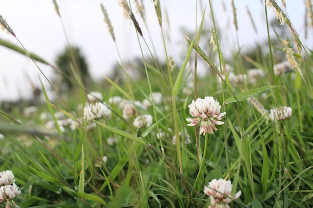 Natuur Lente Groene Natuur